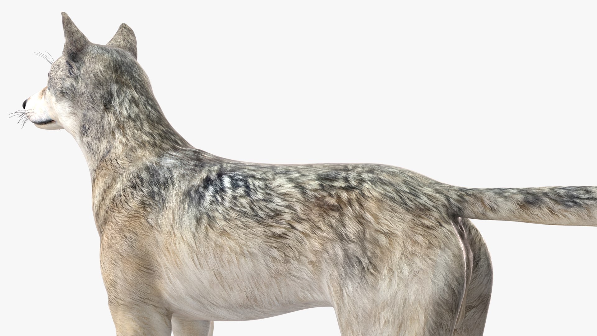 Wolf Rigged model https://p.turbosquid.com/ts-thumb/nV/QJKhdR/zk/wolfriggedvray3dmodel030/jpg/1713322760/1920x1080/fit_q87/d7ff6ac85a441aab15811cd9a925f80c85b8c4ea/wolfriggedvray3dmodel030.jpg