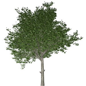 Red Maple Tree - 04 - model