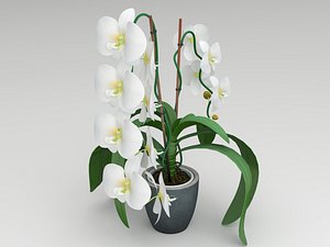 white orchid 3D model