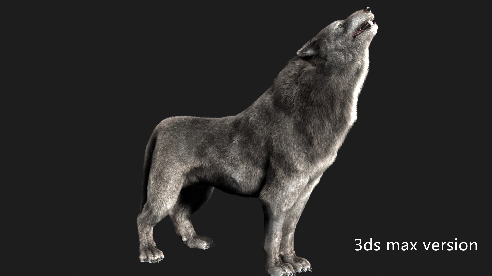 3D Wolf - TurboSquid 2180509