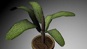 Tropical Plant