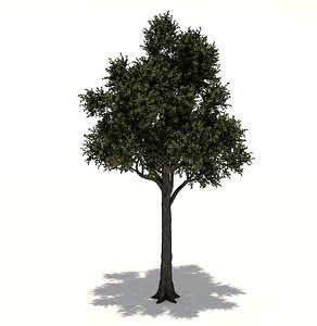 3D cupressaceae tree