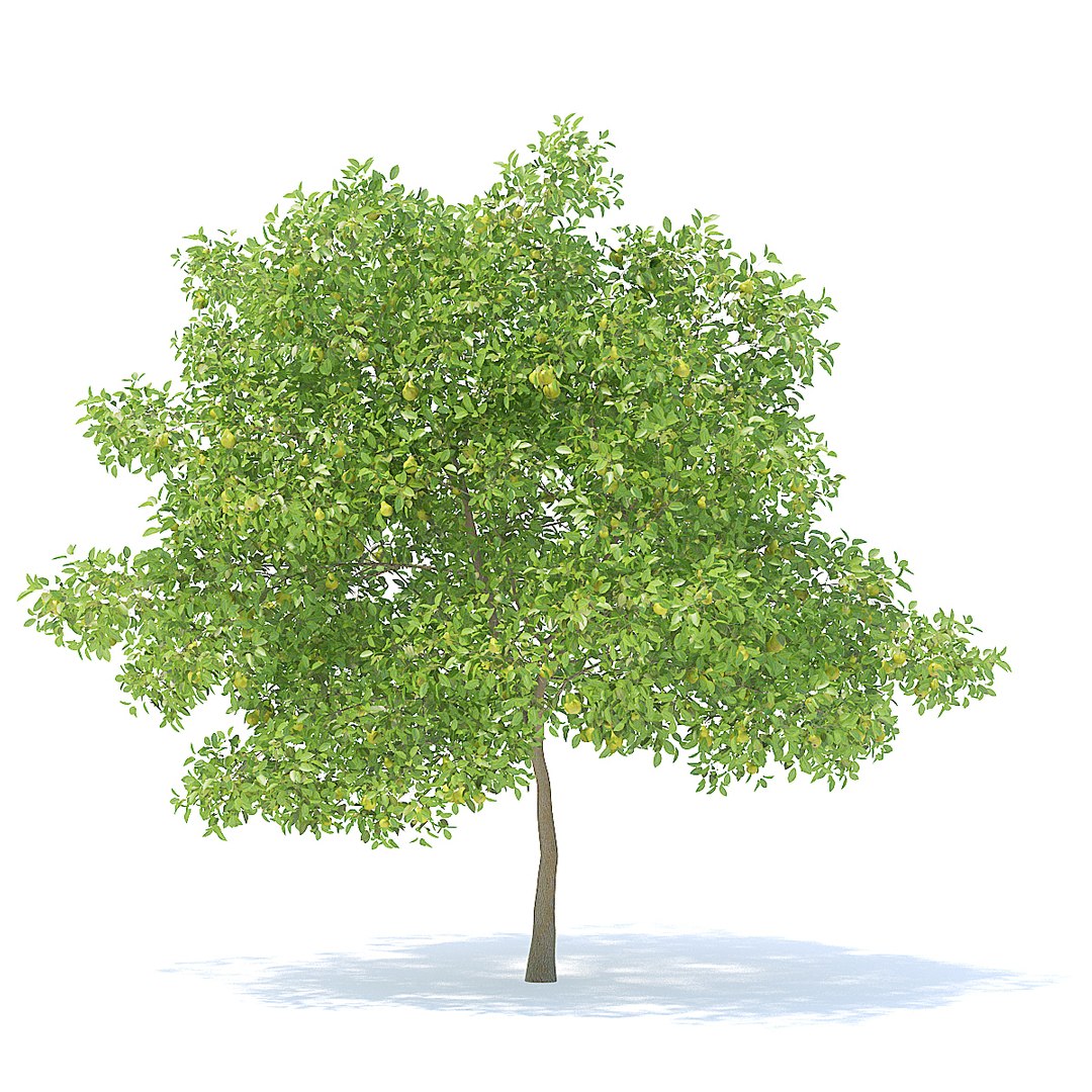 Pear Tree 6 3m 3D Model - TurboSquid 1253121