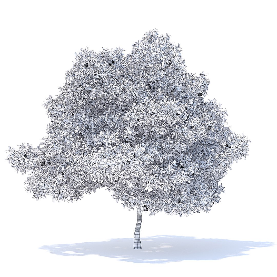 Pear Tree 6 3m 3D Model - TurboSquid 1253121