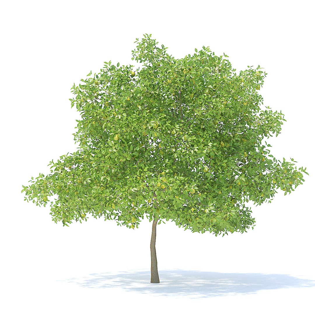 Pear Tree 6 3m 3D Model - TurboSquid 1253121