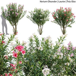 Nerium oleander 3D