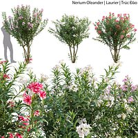 Nerium oleander