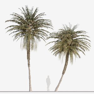 Set of Coconut Palm or Cocos nucifera Tree -2 Trees 3D model