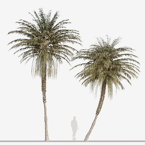 Set of Coconut Palm or Cocos nucifera Tree -2 Trees