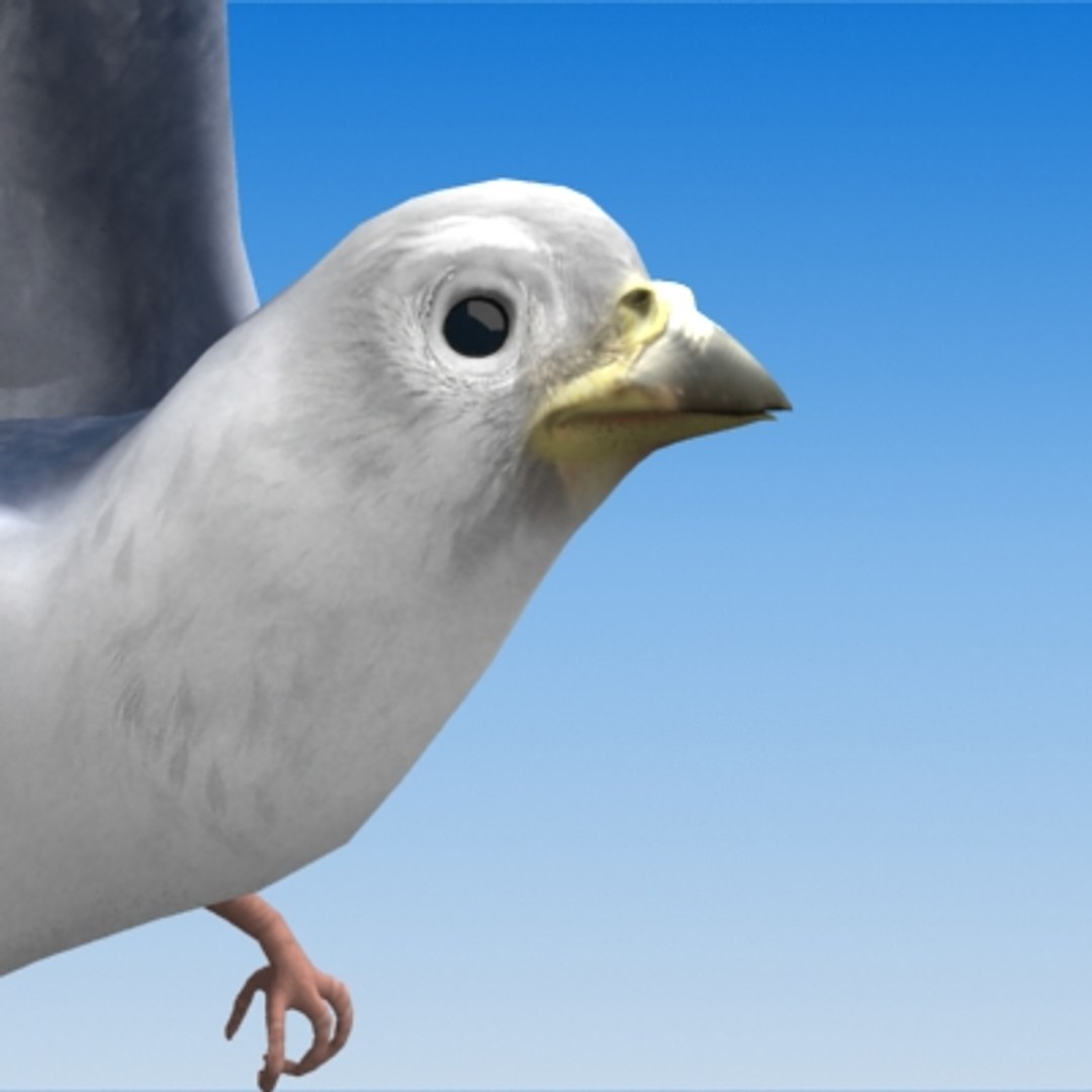 Rigged Pigeon 3d Model