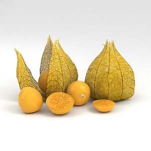 3D physalis food fruit