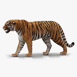 Bengal Tiger 3D Model Rigged and Low Poly Game ready - Team 3d Yard