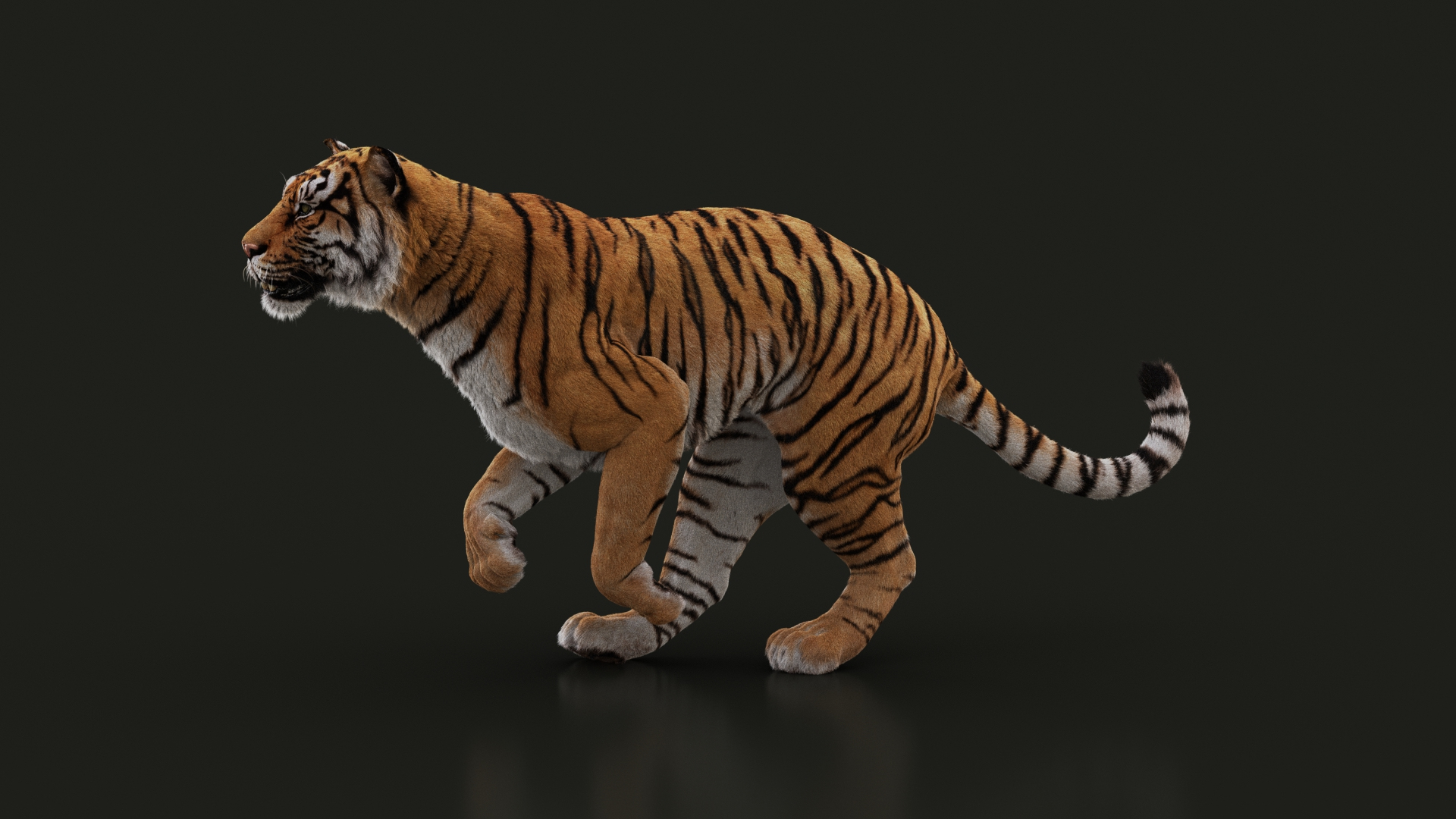 modèle 3D de Tigre du Bengale (FOURRURE) (ANIMÉ) - TurboSquid 1481168