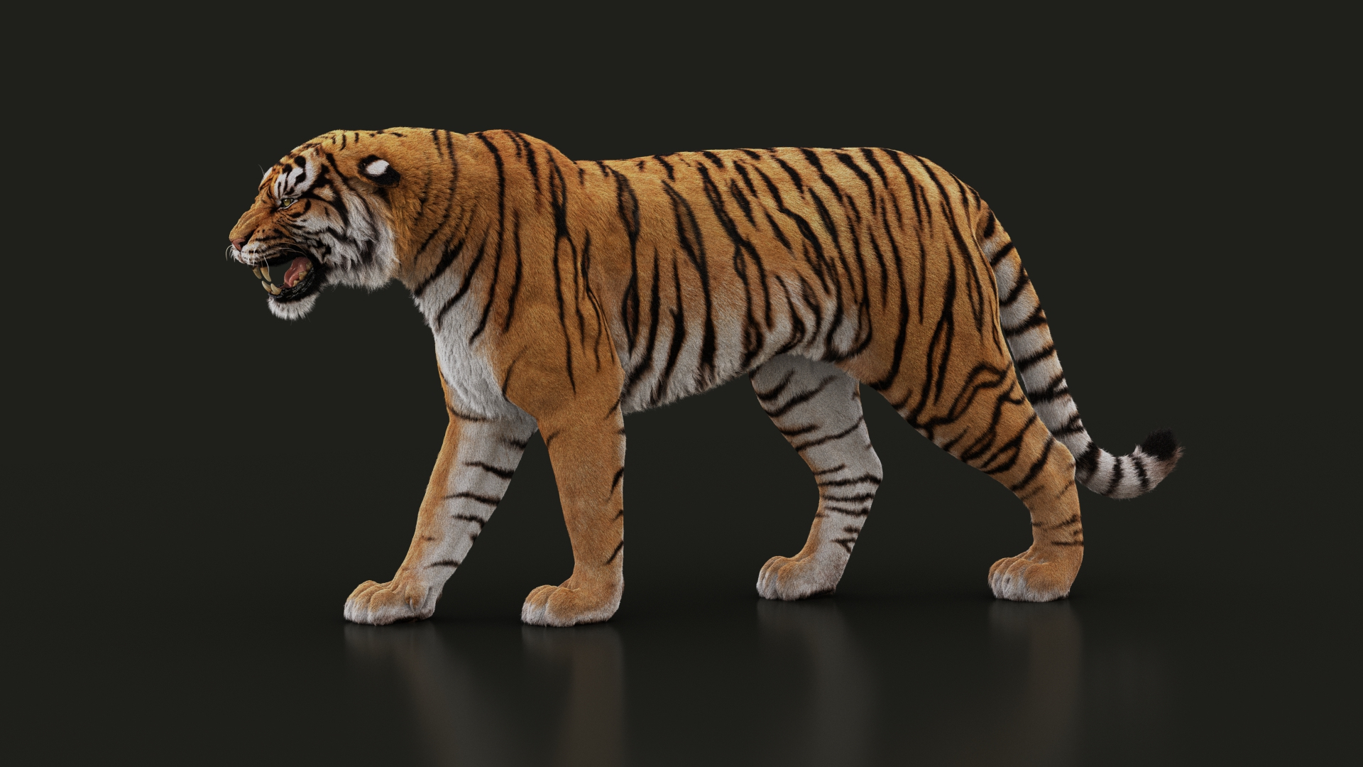 Tiger 3d Model Animated