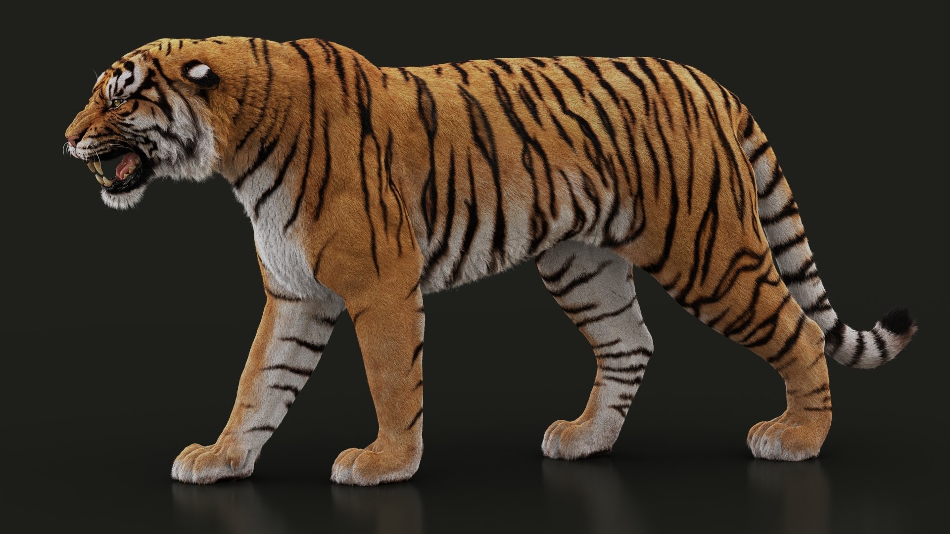 Animated Tiger Siberian 3d Model