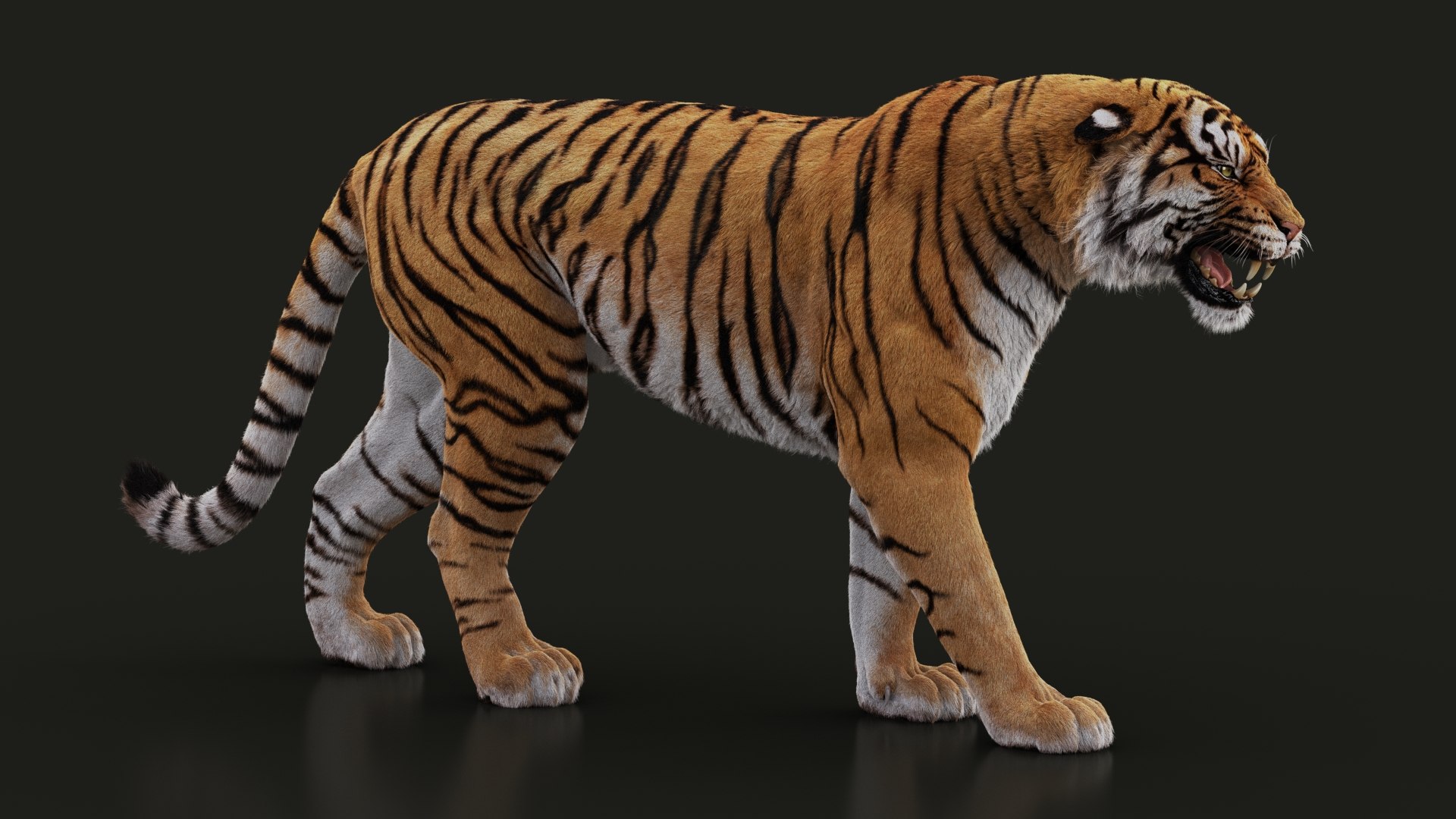 CG Bengal Tiger Animation 