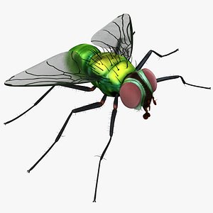 3ds max house fly
