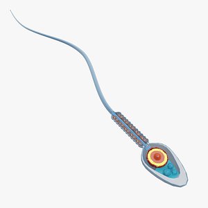 human sperm cell 3d model