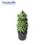 marijuana potted plant max