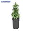 marijuana potted plant max
