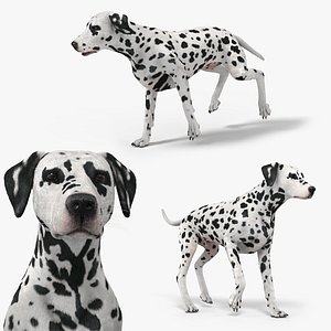 Dalmatian Dog Fur Rigged For Blender Animated Set