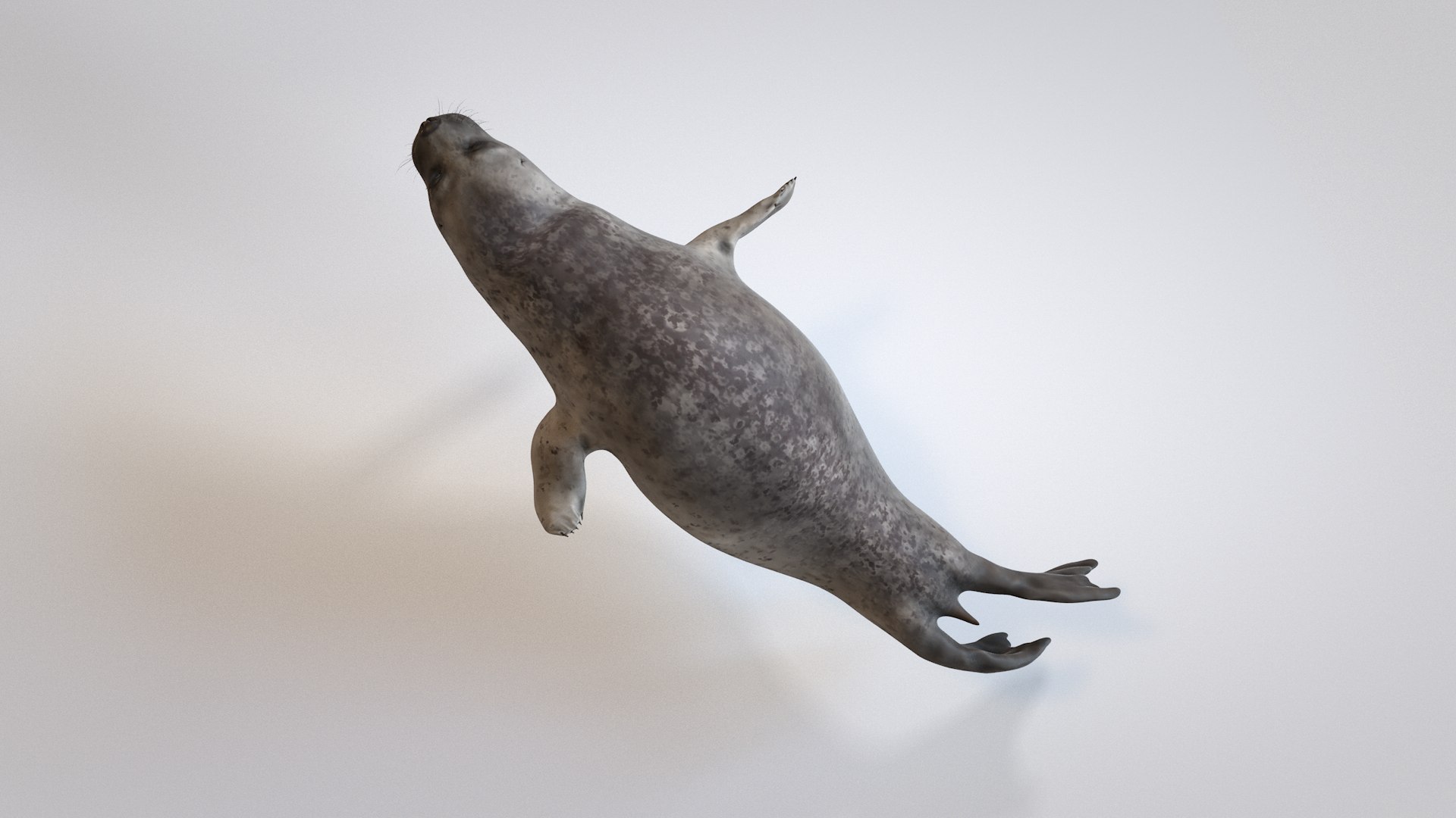 seal 3D model https://p.turbosquid.com/ts-thumb/nW/qhCXRQ/Loe2pblQ/seal0005/png/1573465325/1920x1080/fit_q87/a25139fe5608dc5852f293895ad40940014c3eef/seal0005.jpg