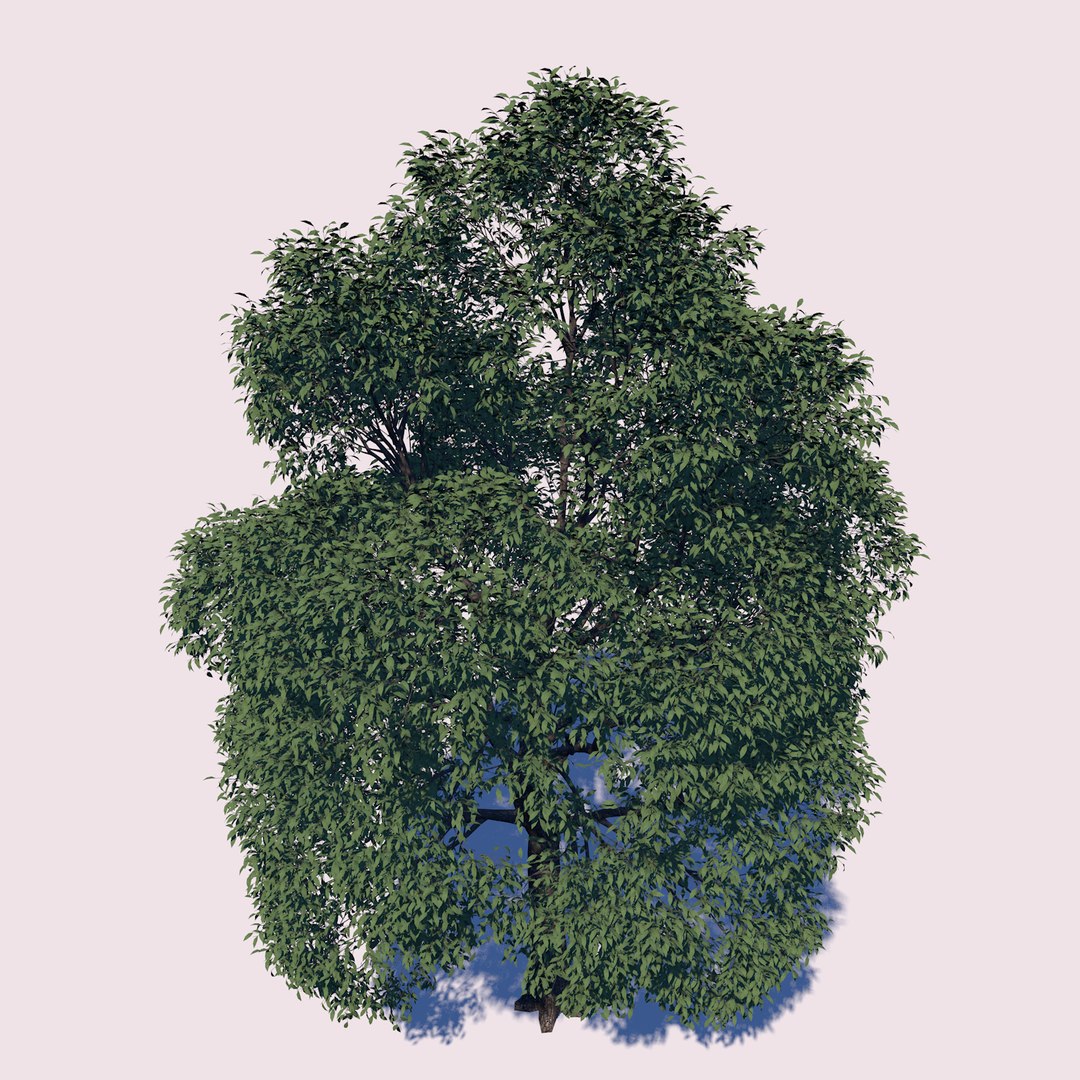 3D Maple Tree - TurboSquid 1286092