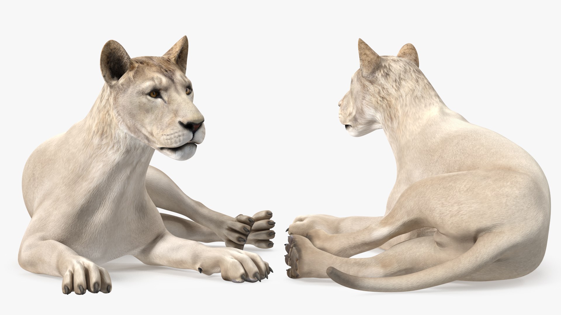 3D Young White Lion Rigged for Cinema 4D https://p.turbosquid.com/ts-thumb/nW/yMOq6e/2e/youngwhitelionriggedmb3dmodel011/jpg/1625047056/1920x1080/fit_q87/e02bac92f2f9912f06389240a064348f8e89ec10/youngwhitelionriggedmb3dmodel011.jpg