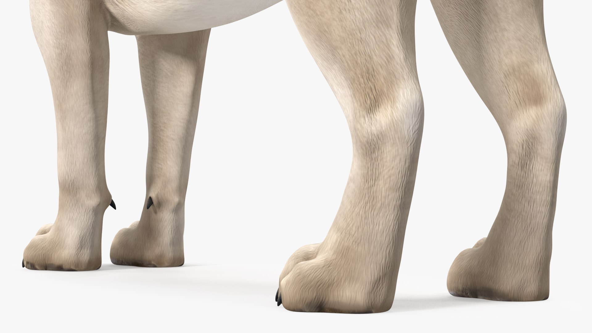 3D Young White Lion Rigged for Cinema 4D https://p.turbosquid.com/ts-thumb/nW/yMOq6e/7X/youngwhitelionriggedmb3dmodel022/jpg/1625047081/1920x1080/fit_q87/f3ca04f91c21174a10e0181a9f706bd5fdaa770e/youngwhitelionriggedmb3dmodel022.jpg
