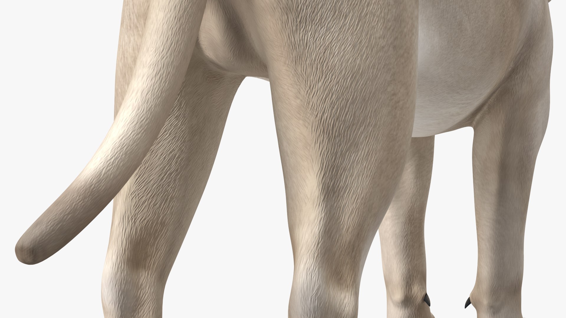 3D Young White Lion Rigged for Cinema 4D https://p.turbosquid.com/ts-thumb/nW/yMOq6e/X2/youngwhitelionriggedmb3dmodel021/jpg/1625047078/1920x1080/fit_q87/531fbf0a3c494769c3641dfb9df0b501c0904cb6/youngwhitelionriggedmb3dmodel021.jpg