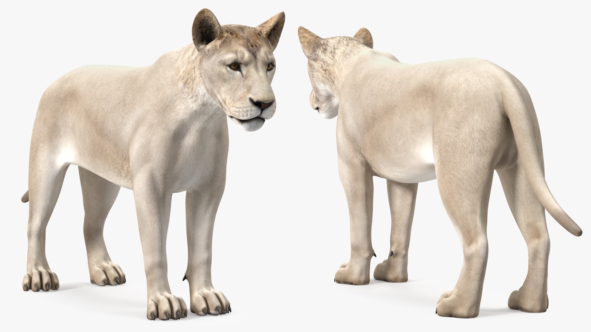 3D Young White Lion Rigged for Cinema 4D https://p.turbosquid.com/ts-thumb/nW/yMOq6e/t5/youngwhitelionriggedmb3dmodel010/jpg/1625047054/1920x1080/fit_q87/e55665e0f89187d54980e2abbaaca671a8f760e0/youngwhitelionriggedmb3dmodel010.jpg