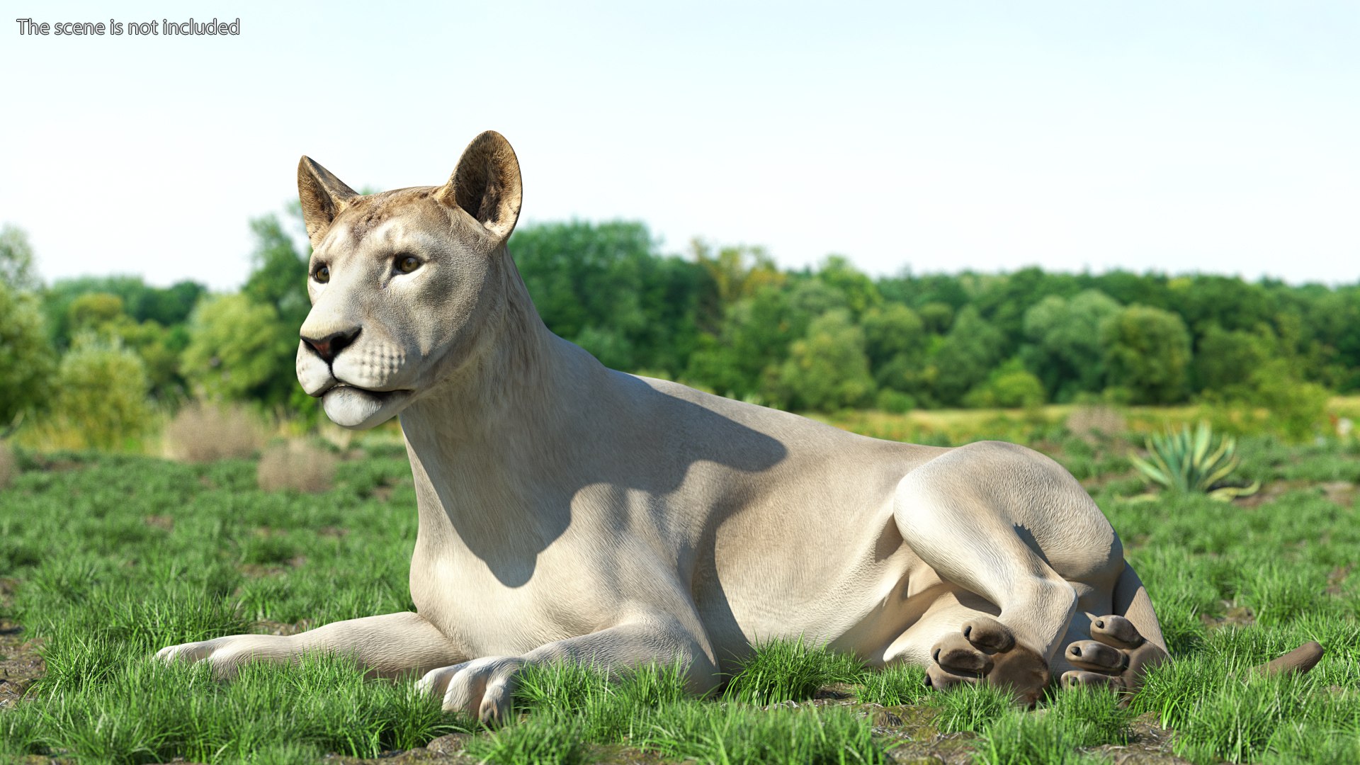 3D Young White Lion Rigged for Cinema 4D https://p.turbosquid.com/ts-thumb/nW/yMOq6e/yo/youngwhitelionriggedmb3dmodel006/jpg/1625047045/1920x1080/fit_q87/bc785da65e7561a0c996cddc7c29d28375ed0ccc/youngwhitelionriggedmb3dmodel006.jpg