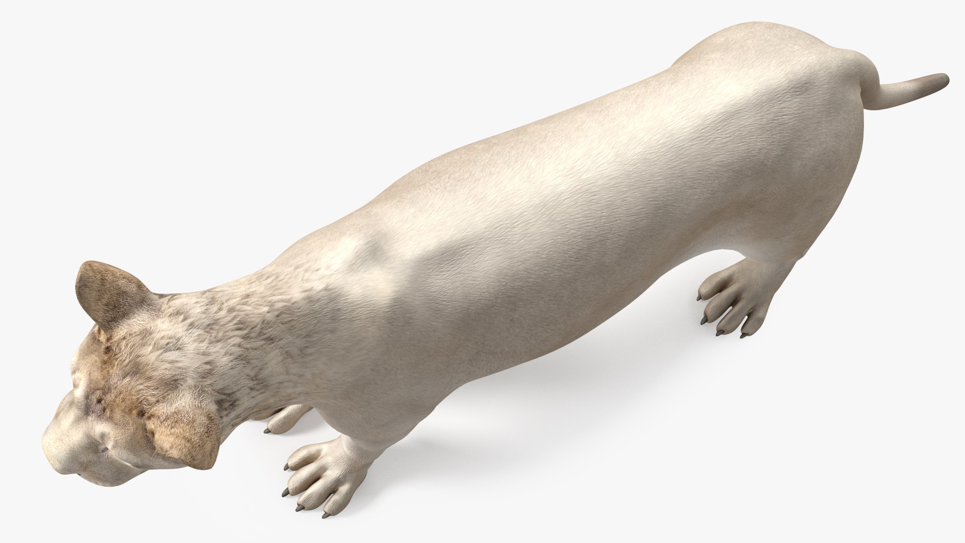 3D Young White Lion Rigged for Cinema 4D https://p.turbosquid.com/ts-thumb/nW/yMOq6e/zJ/youngwhitelionriggedmb3dmodel020/jpg/1625047076/1920x1080/fit_q87/cdc5165209fc75d1437b4dd04ee56cb95793446e/youngwhitelionriggedmb3dmodel020.jpg