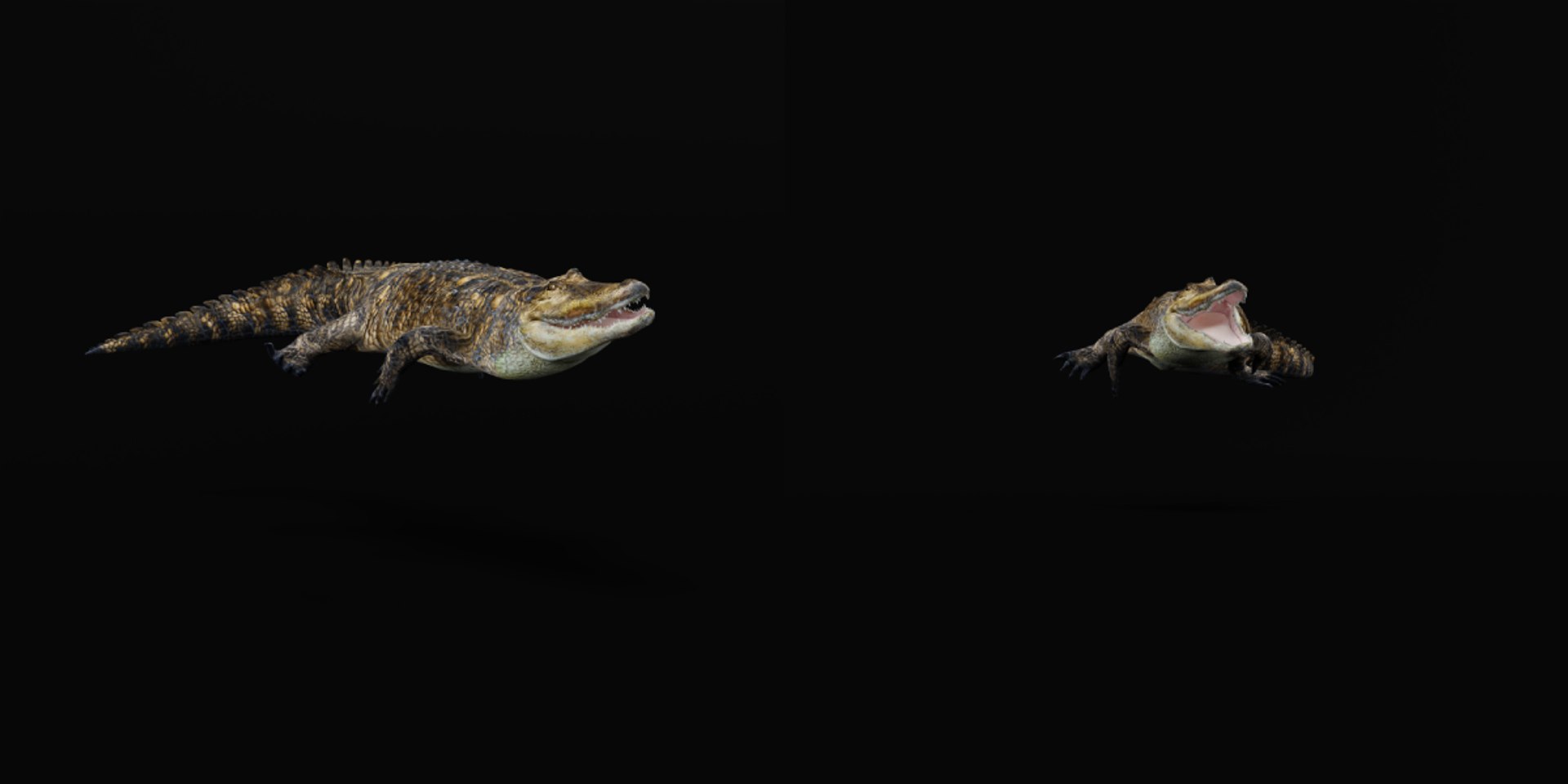 3D American Alligator https://p.turbosquid.com/ts-thumb/nX/1UhPJc/50/american_alligator7/png/1734528698/1920x1080/fit_q87/282df284aa082448095ba45ac4eee6899979fce9/american_alligator7.jpg