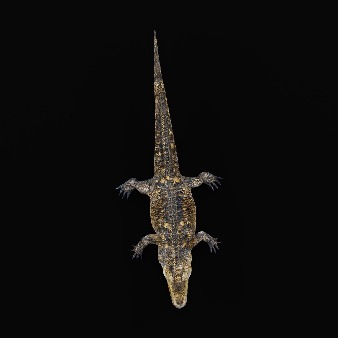 3D American Alligator - TurboSquid 2326407