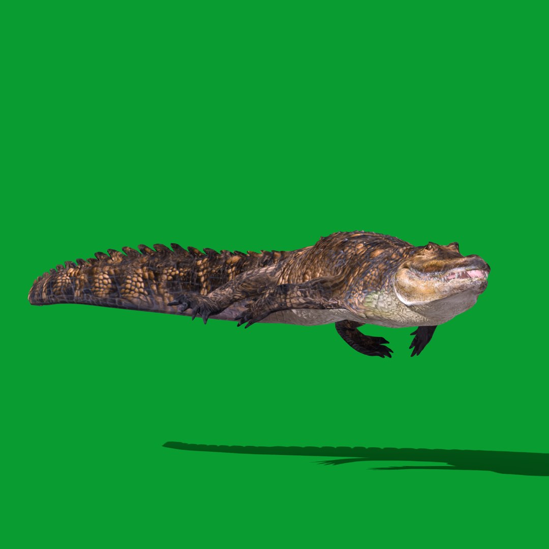 3D American Alligator - TurboSquid 2326407