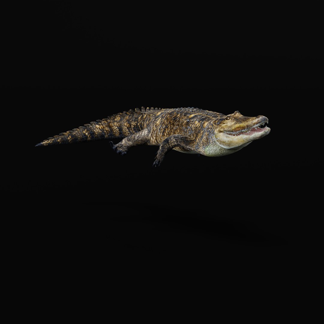 3D American Alligator https://p.turbosquid.com/ts-thumb/nX/1UhPJc/Pw/armature_0002/jpg/1734528716/1920x1080/fit_q87/e9bcef0d460b1977066a238b9e05a2fc04aa516d/armature_0002.jpg