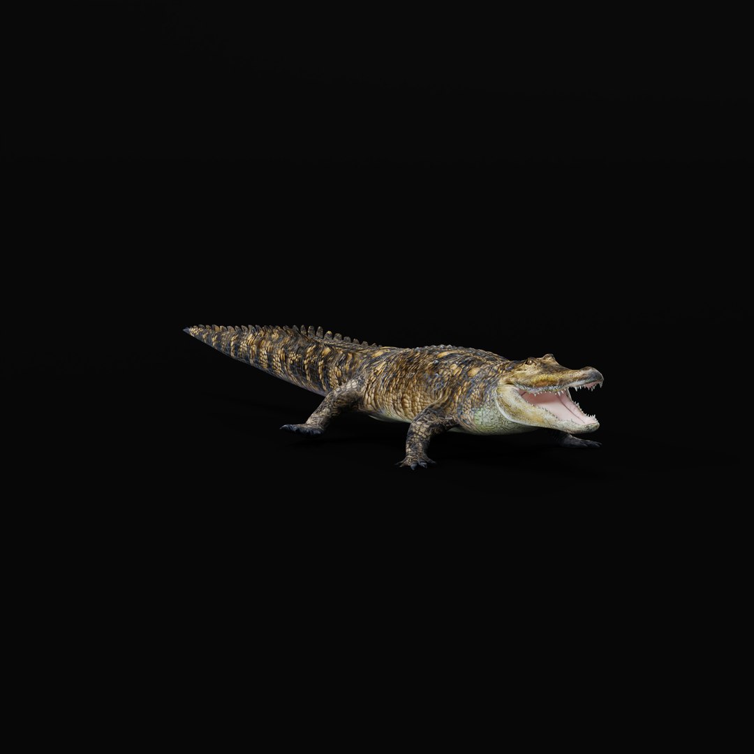 3D American Alligator https://p.turbosquid.com/ts-thumb/nX/1UhPJc/a2/armature_0004/jpg/1734528716/1920x1080/fit_q87/794f3906ca935b41ac1d99cf1ad37100e8dbccf9/armature_0004.jpg