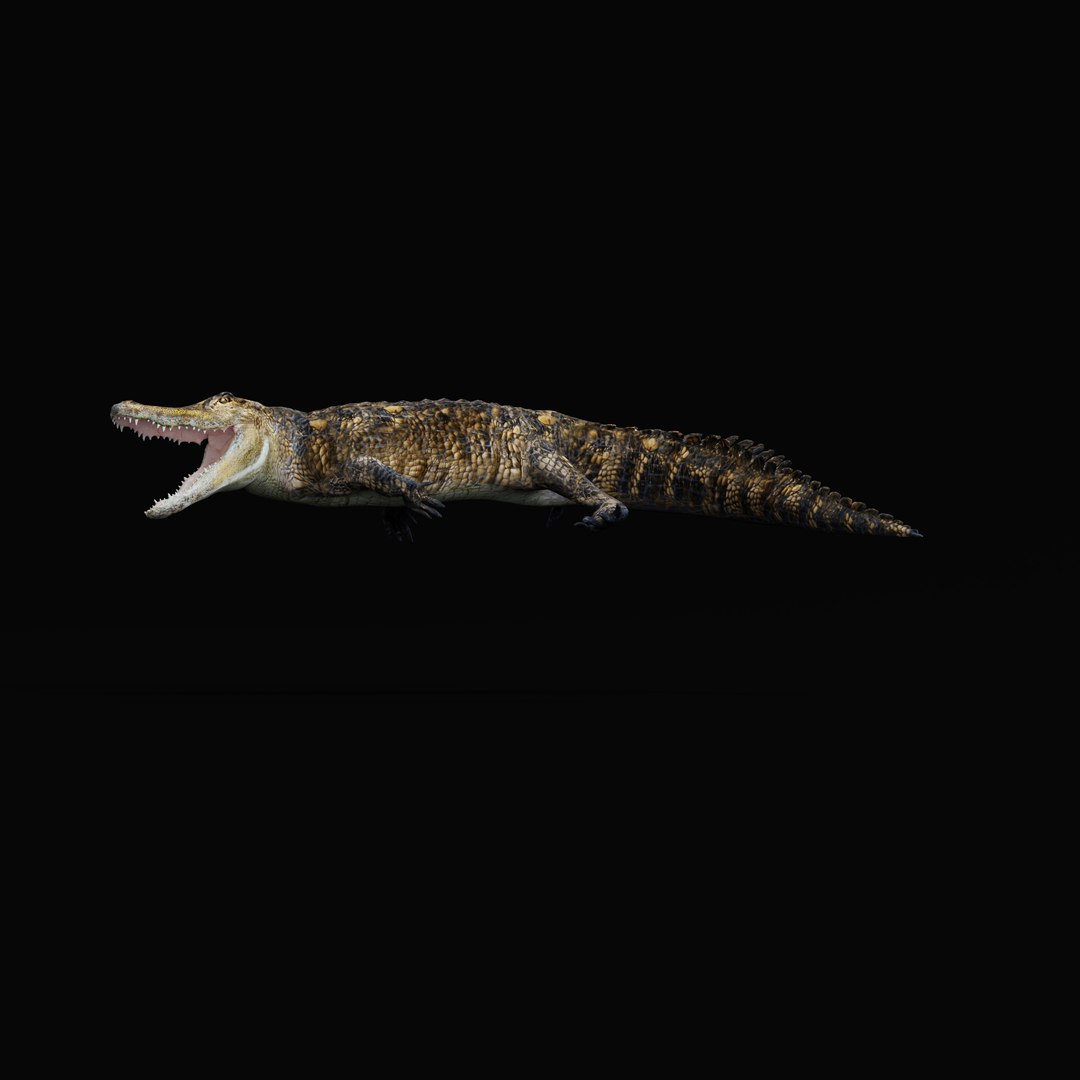 3D American Alligator https://p.turbosquid.com/ts-thumb/nX/1UhPJc/dH/armature_0001/jpg/1734528716/1920x1080/fit_q87/0337a7c3939478563c2f3dda19233b98748c1454/armature_0001.jpg