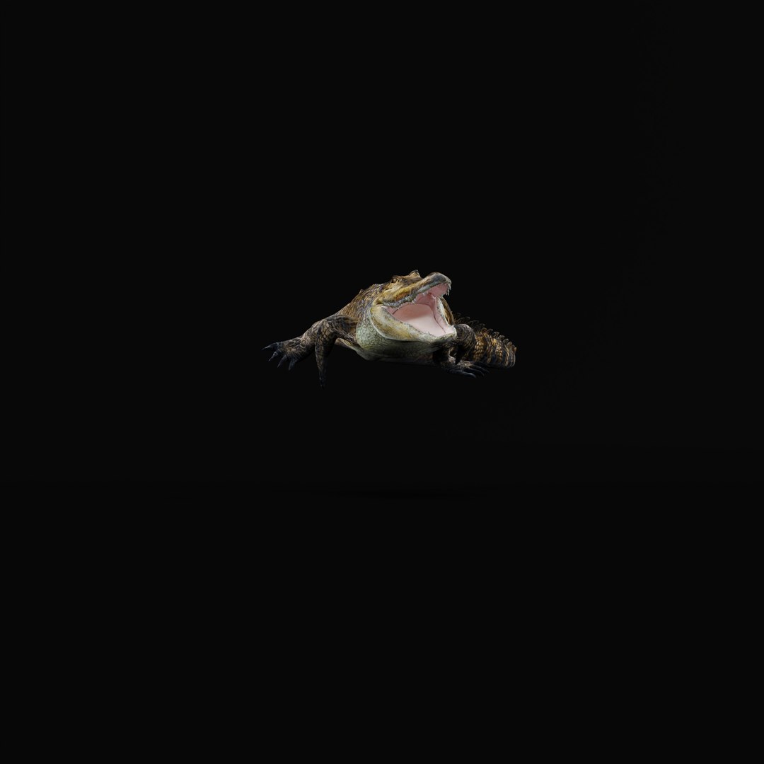 3D American Alligator https://p.turbosquid.com/ts-thumb/nX/1UhPJc/i1/armature_0000/jpg/1734528715/1920x1080/fit_q87/bae5a67895a4294f7f9509bf3324919bfdf5fd4f/armature_0000.jpg