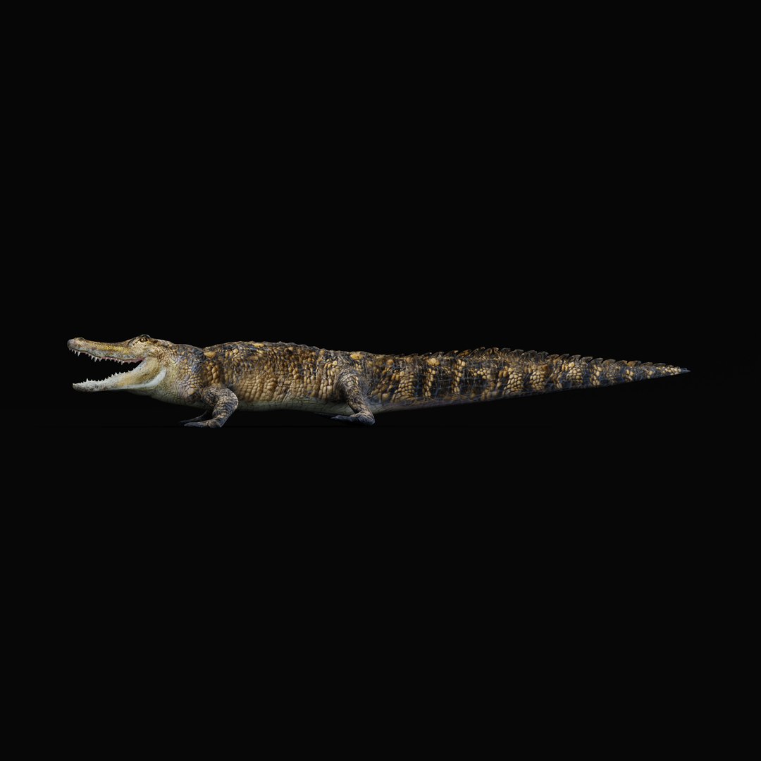 3D American Alligator https://p.turbosquid.com/ts-thumb/nX/1UhPJc/nf/armature_0006/jpg/1734528720/1920x1080/fit_q87/b3afe5c5167cf881da67803a314d3b8134f3b700/armature_0006.jpg