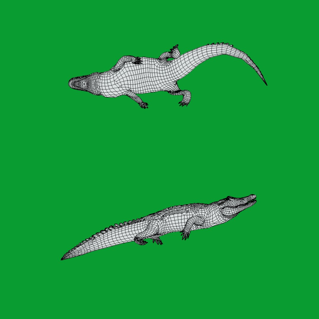 3D American Alligator https://p.turbosquid.com/ts-thumb/nX/1UhPJc/zP/wire/png/1734528786/1920x1080/fit_q87/4b0f11fa2275ddb6cdca62b6b4c377db7d60955b/wire.jpg