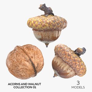 3D model Acorns and Walnut Collection 01 - 3 models