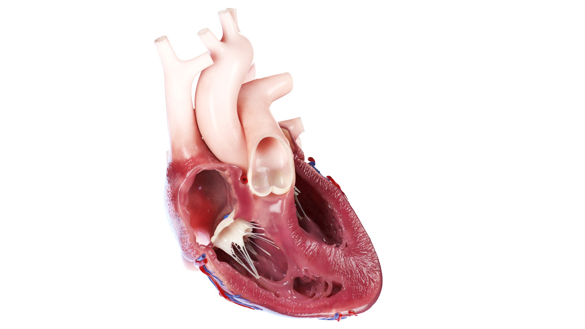 3D Heart Cross Section Anterior Animated https://p.turbosquid.com/ts-thumb/nX/5Zi7SR/B8/heart_cross_section_ant0003/jpg/1681418156/1920x1080/fit_q87/5b0d9995d3a8f5bbf15d839a104e506a52530ff9/heart_cross_section_ant0003.jpg