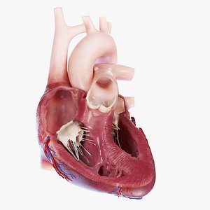 3D Heart Cross Section Anterior Animated