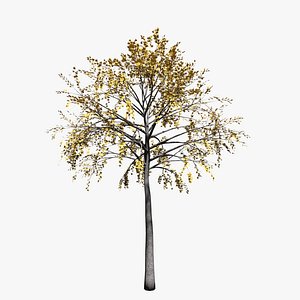 GenTree 103  Generic Tree 103 3D model