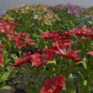 3D model Alstoemeria collection 4 colors