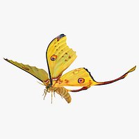 Comet Moth Flying Pose 3D Model
