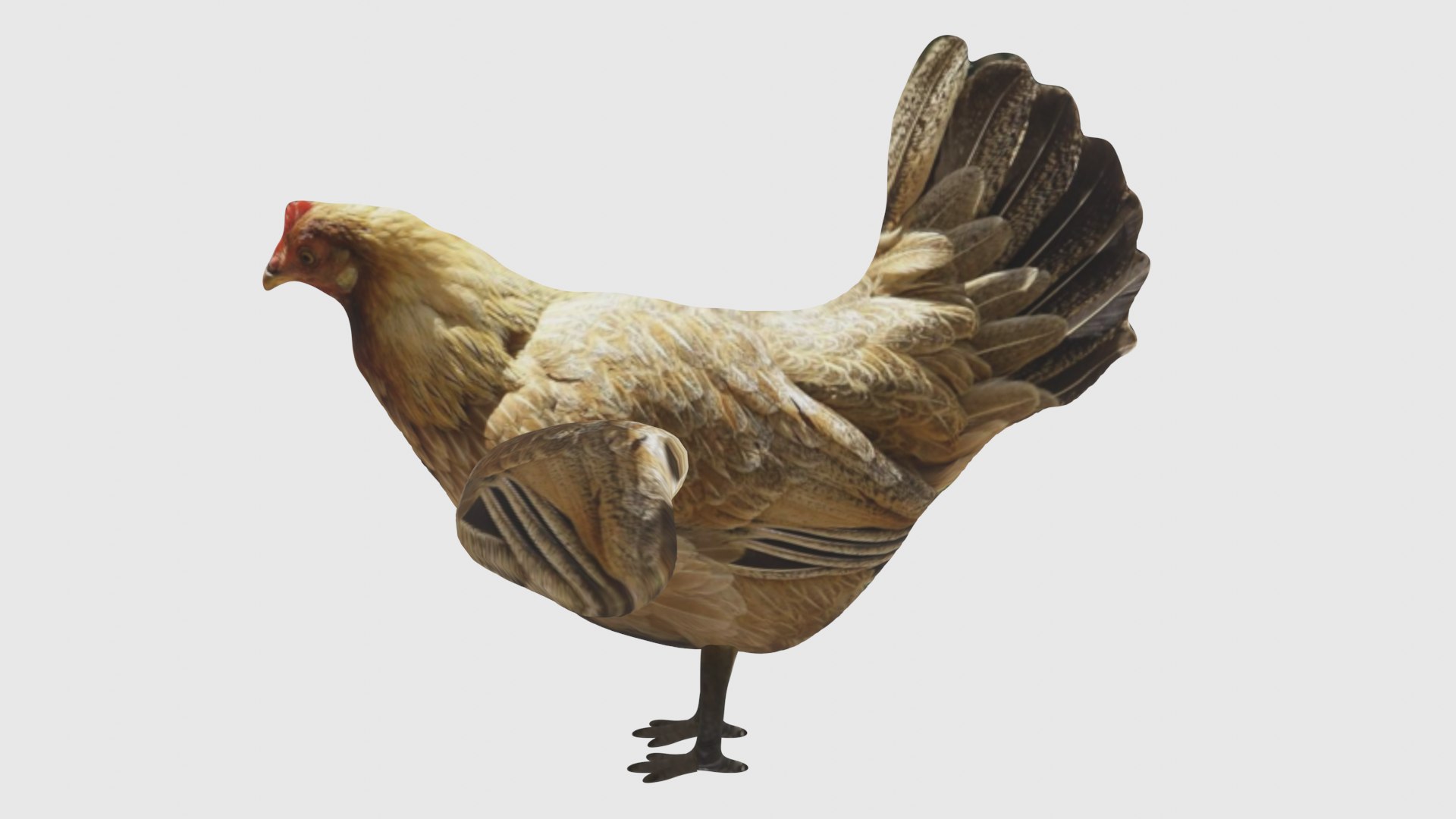Low Poly Chicken Rigged With Realistic Texture 3D Model - TurboSquid ...