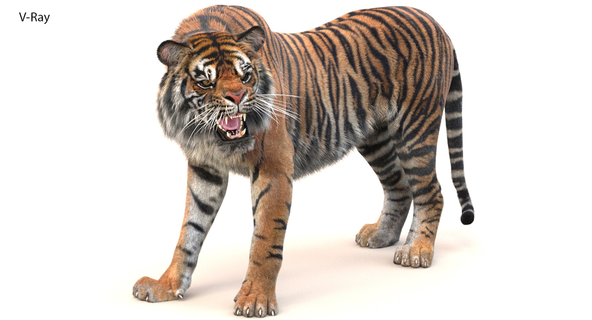 3D sumatran tiger fur colors https://p.turbosquid.com/ts-thumb/nX/TEJpEj/2WptONaf/sumatrantiger3dmodelfur03vray/jpg/1536820064/1920x1080/fit_q87/e487c2ae6a487d64e45f8dfe3fdfa1df00a9905d/sumatrantiger3dmodelfur03vray.jpg